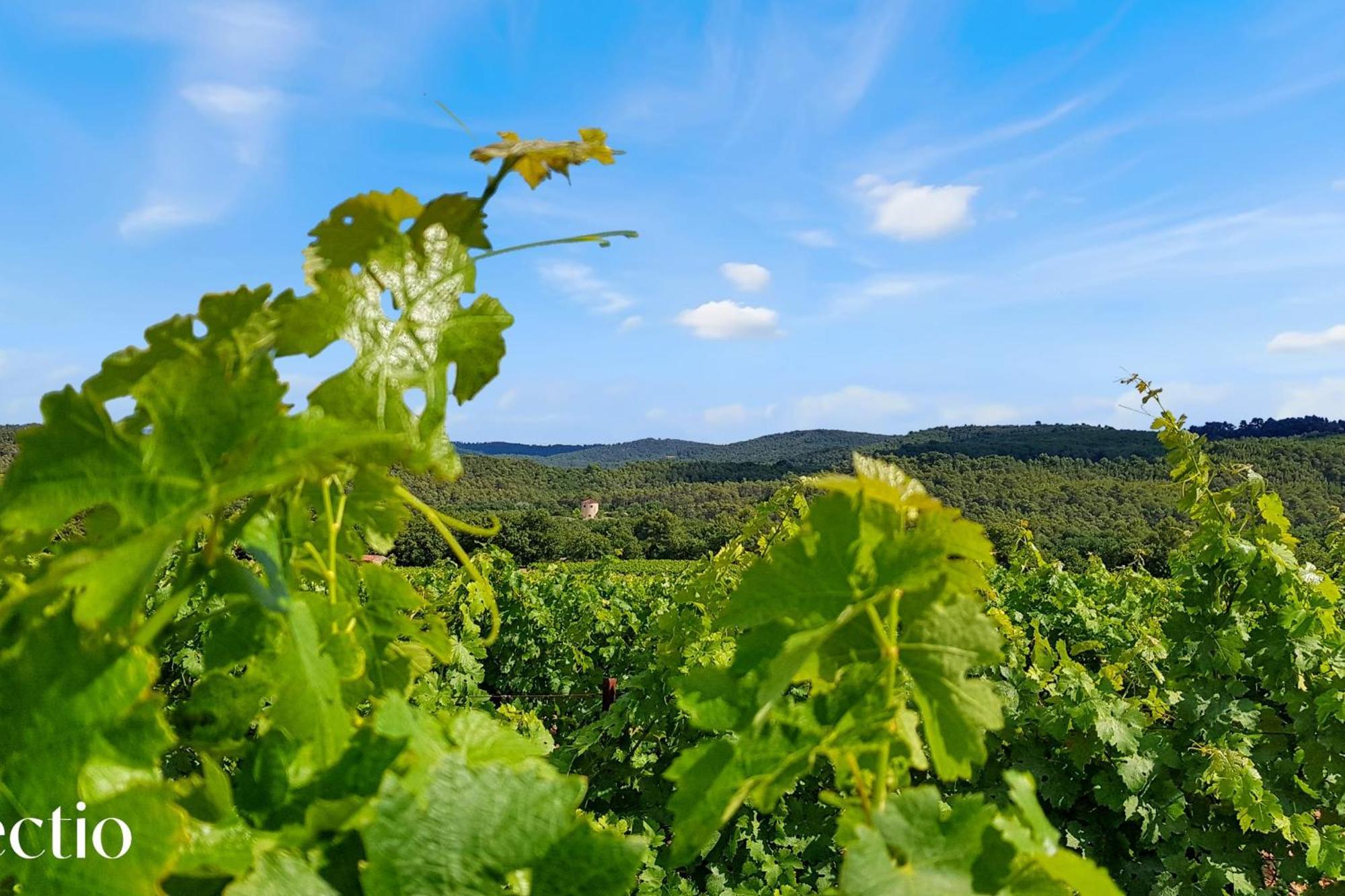 Bastide Domaine Tour Campanets Aparthotel Le Puy-Sainte-Reparade Luaran gambar