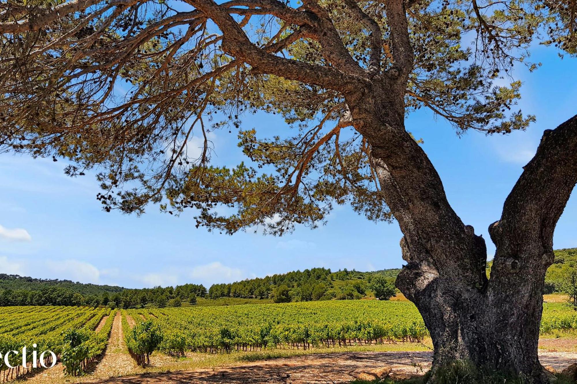 Bastide Domaine Tour Campanets Aparthotel Le Puy-Sainte-Reparade Luaran gambar